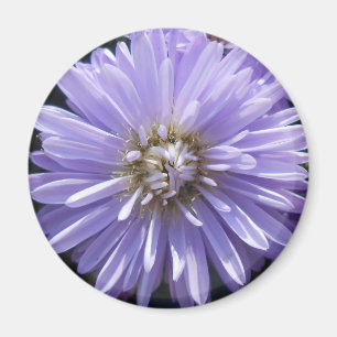 Cyrene Magnet