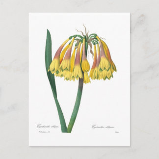 Cyrtanthus obliquus postcard