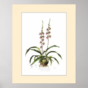 Cyrtochilum bictoniense by Miss S A Drake Poster