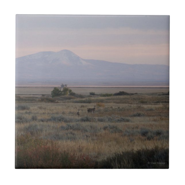 D10 White-tailed Deer and Sweetgrass Hills Tile (Front)