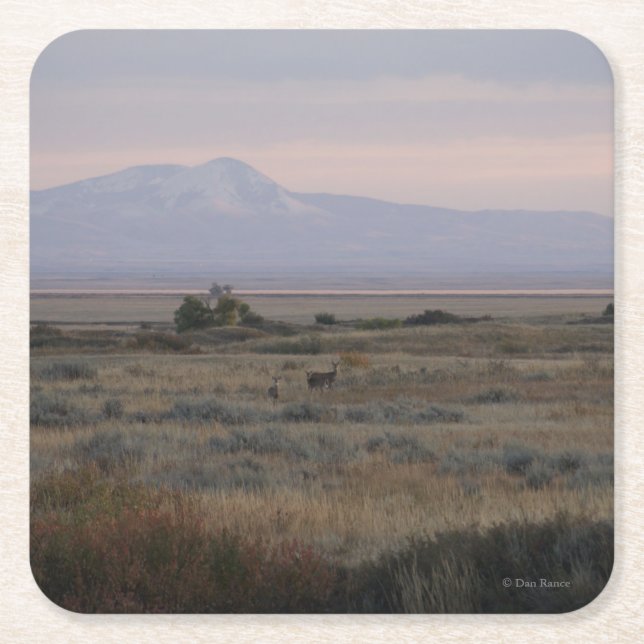 D10 White-tailed Deer in Sandhills Square Paper Coaster (Front)