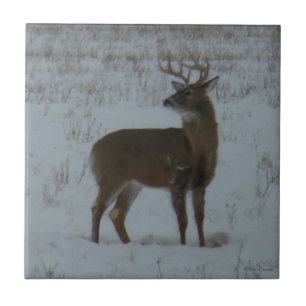 D11 White-tailed Buck in Snow Tile