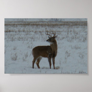 D11 White-tailed Deer Buck in Snow Poster