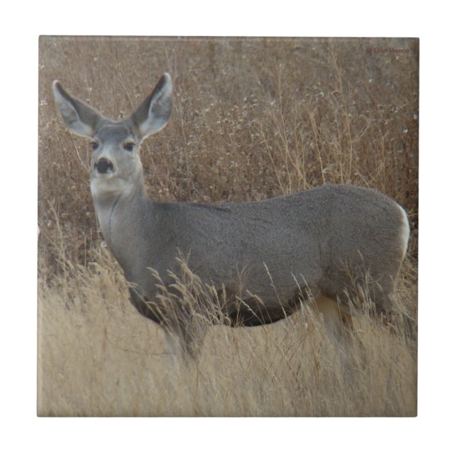 D14 Mule Deer Doe Tile (Front)