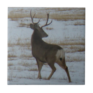D15 Mule Deer Buck Tile