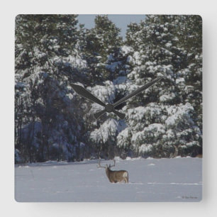 D17 Mule Deer Buck in Snowy Spruce Trees Square Wall Clock
