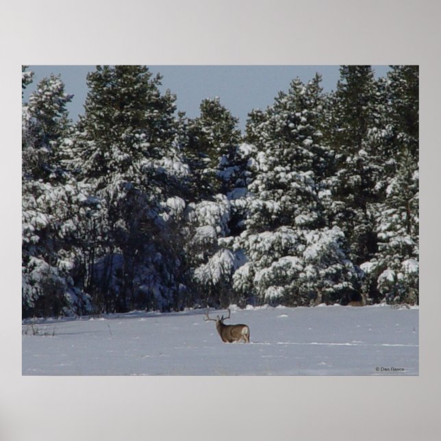 D17 Mule Deer Buck in Snowy SpruceTrees Poster (Front)
