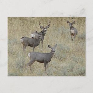 D18 Mule Deer Postcard