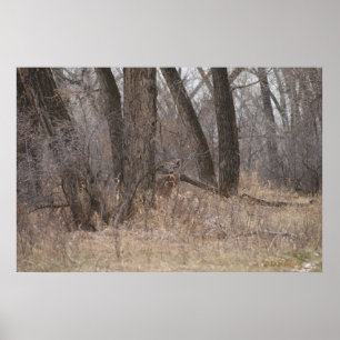 D1 White-tailed Deer Spring Buck in Cotonwoods Poster