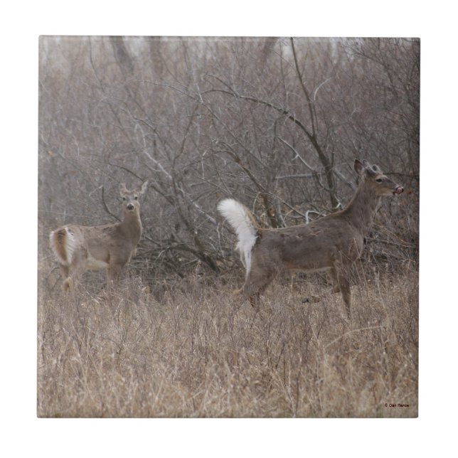 D1 White-tailed Deer Spring Bucks In Brush Tile (Front)