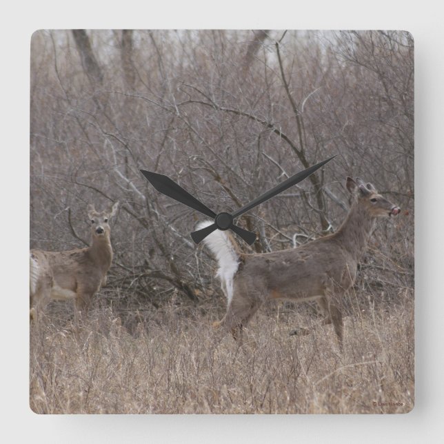 D1 White-tailed Deer Spring Bucks Square Wall Clock (Front)