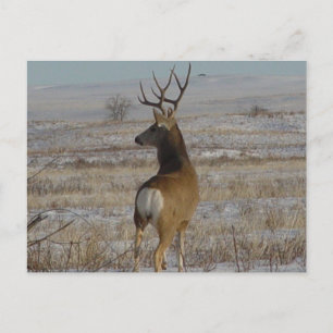D20 Mule Deer Buck in Snow Postcard