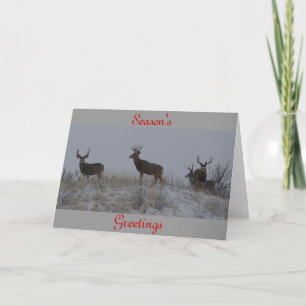 D21 Mule Deer Bucks Holiday Card