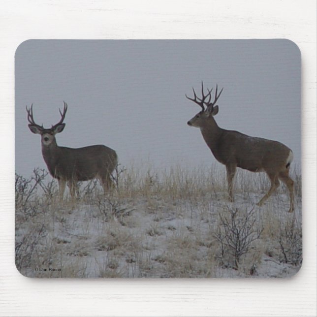D21a Mule Deer Bucks Mouse Mat (Front)