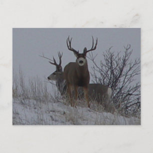 D21b Mule Deer Postcard