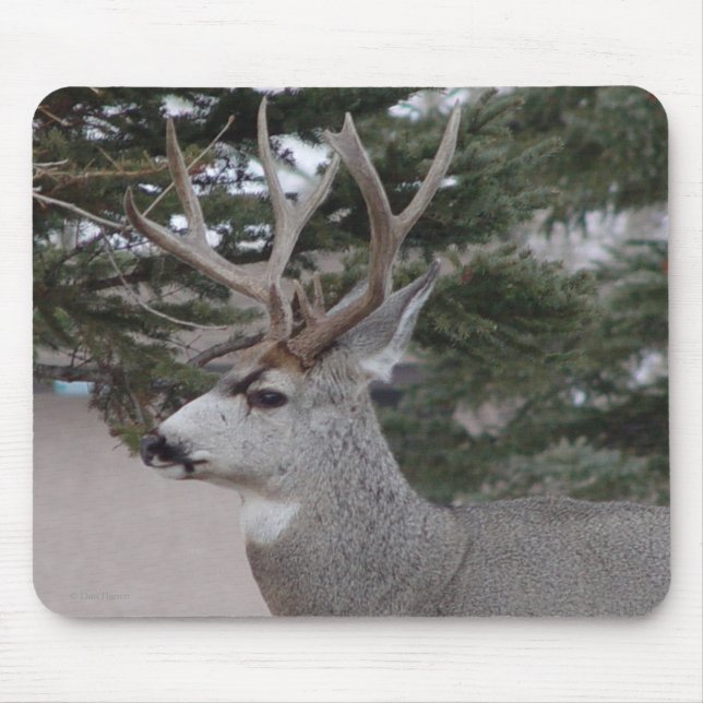 D25 Mule Deer Buck Mouse Mat (Front)