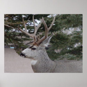 D25 Mule Deer Buck Poster