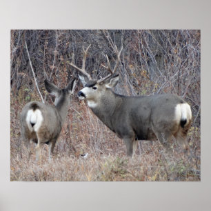 D29 Mule Deer Buck and Doe Poster