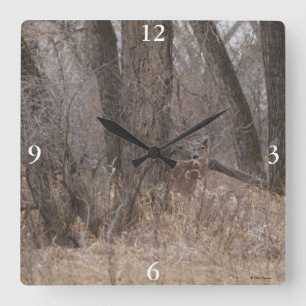 D2 White-tailed Deer in Cottonwood Trees Square Wall Clock