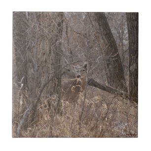 D2 White-tailed Deer in Cottonwood Trees Tile