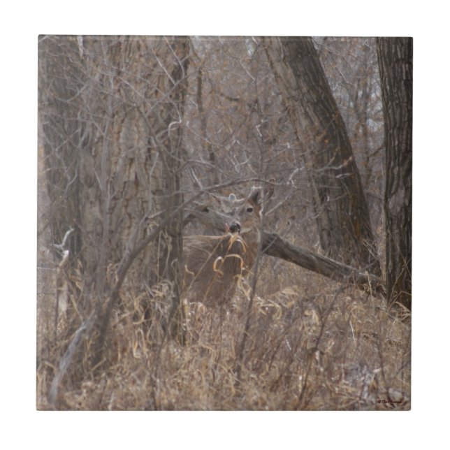 D2 White-tailed Deer in Cottonwood Trees Tile (Front)