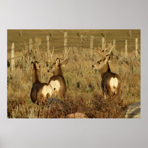 D30 Mule Deer Bucks Poster