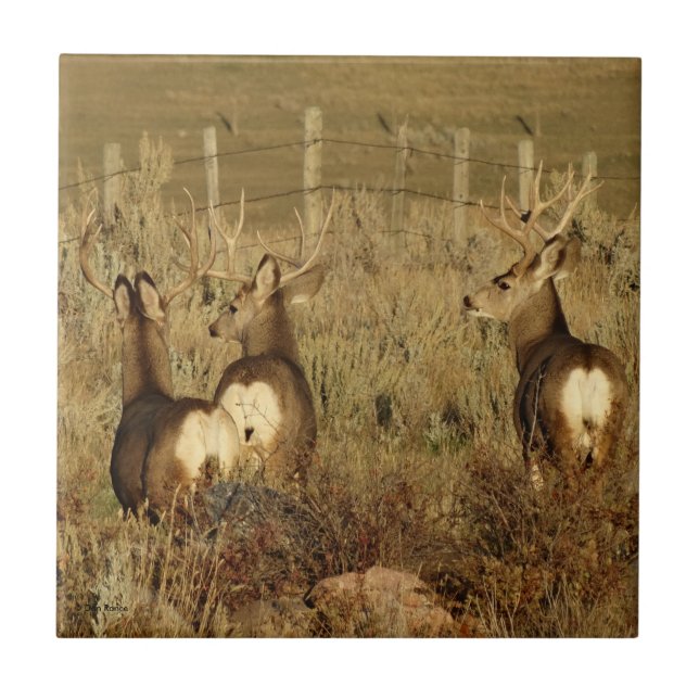 D30 Mule Deer Bucks Tile (Front)