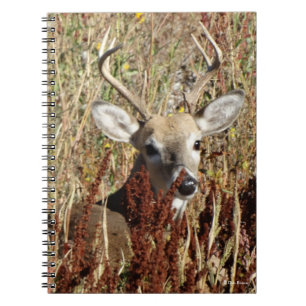 D31 White-tailed Deer in the Weeds Notebook