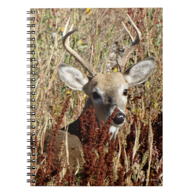 D31 White-tailed Deer in the Weeds Notebook (Front)