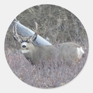 D32 Mule Deer Buck Classic Round Sticker