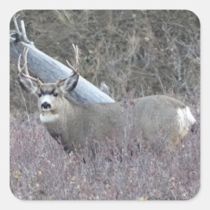 D32 Mule Deer Buck Square Sticker