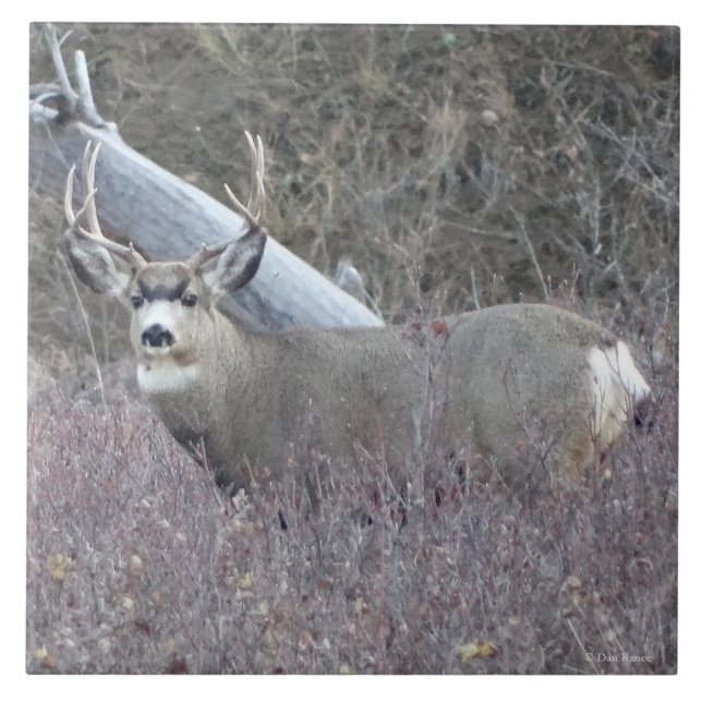 D32 Mule Deer Buck Tile (Front)