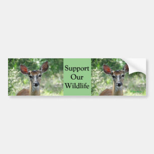 D33 White-tailed Deer Doe bumper sticker