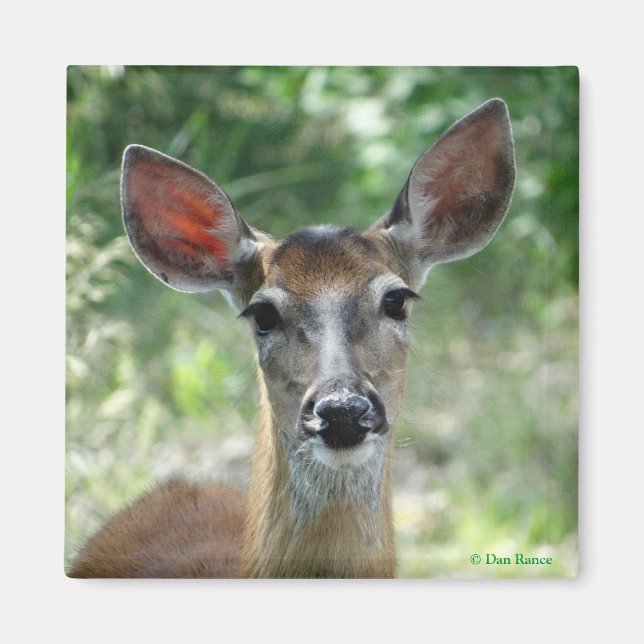 D33 White-tailed Deer Doe magnet (Front)