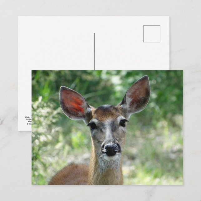 D33 White-tailed Deer Doe Postcard (Front/Back)