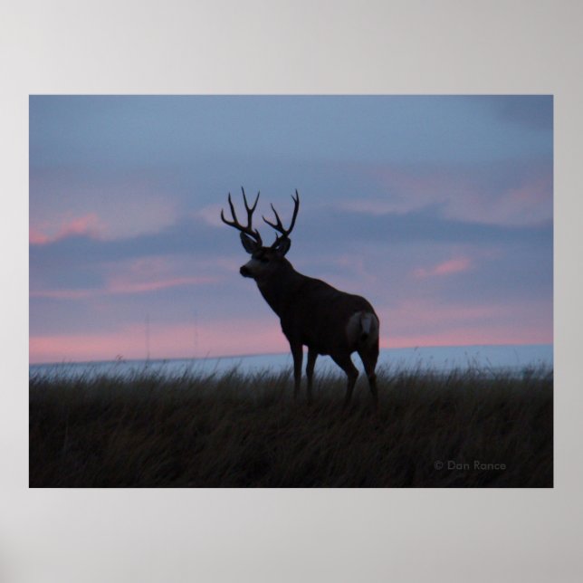 D3 Mule Deer Sun Rise Buck Poster (Front)