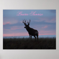 D3 Mule Deer Sunrise Buck