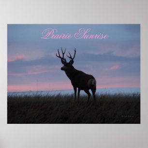 D3 Mule Deer Sunrise Buck Poster