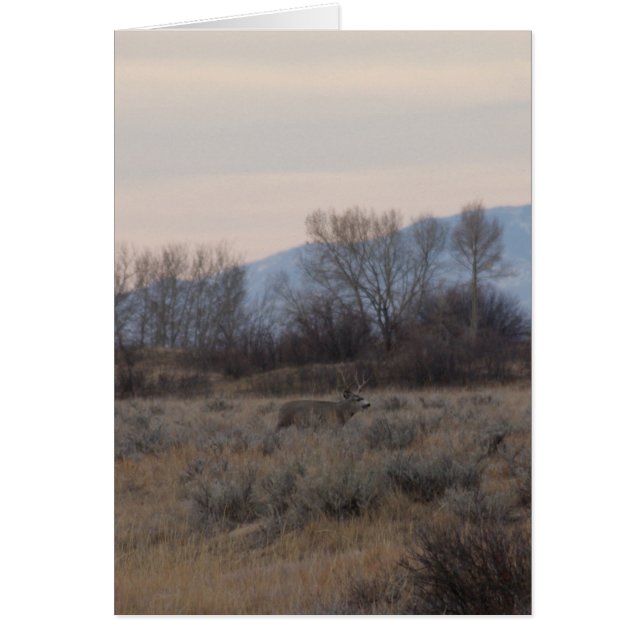D4 Mule Deer Buck and Sweet Grass Hills (Front)