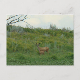 D5 Mule Deer Doe and Fawn Postcard