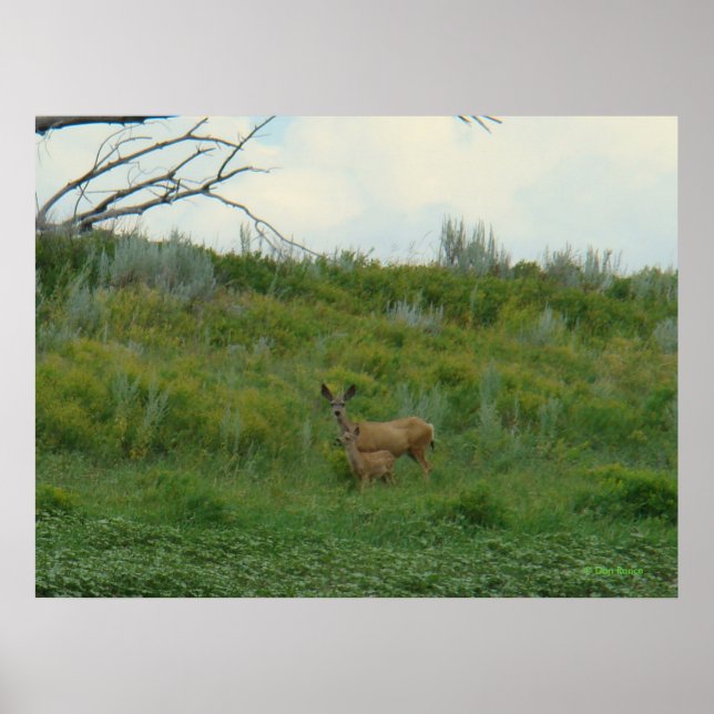 D5 Mule Deer Doe and Fawn Poster (Front)