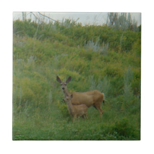 D5 Mule Deer Doe and Fawn Tile