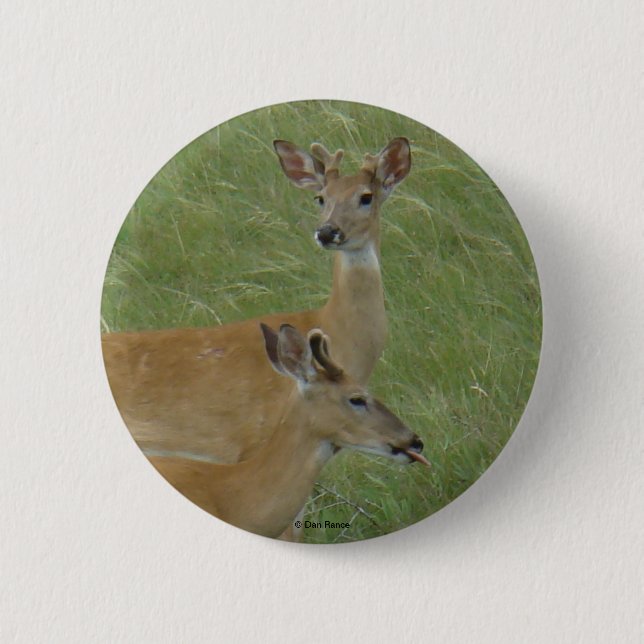 D6 White-tailed Deer Spring Bucks 6 Cm Round Badge (Front)