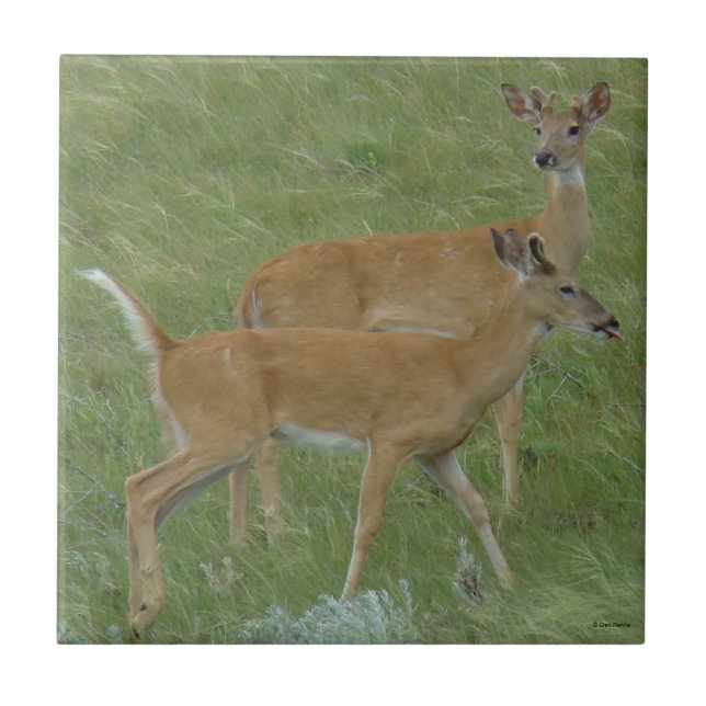 D6 White-tailed Deer Spring Bucks Tile (Front)