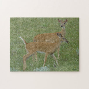 D6 White-tailed Deer Young Bucks Jigsaw Puzzle