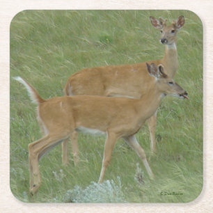 D6 Young White-tailed Deer Bucks Paper Coaster
