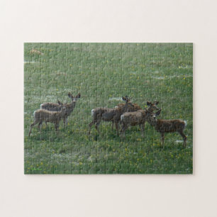 D7 Mule Deer Spring Bucks Jigsaw Puzzle