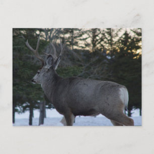 D8 Mule Deer Buck Postcard