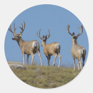 D9 Mule Deer Bucks in Velvet Classic Round Sticker