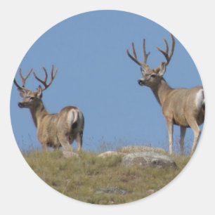 D9 Mule Deer Bucks in Velvet Classic Round Sticker